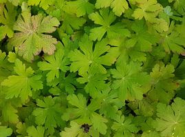 Geranium 'Ingwersen's Variety'